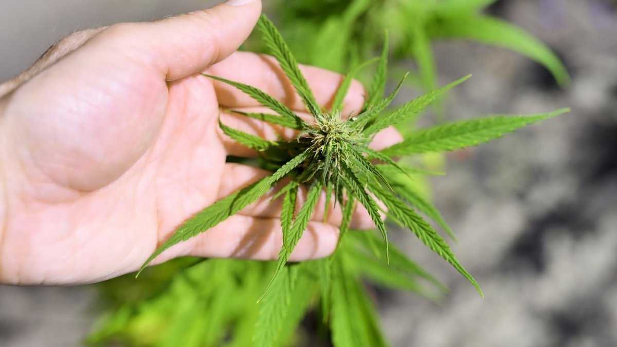 Eine Cannabispflanze liegt auf einer linken Hand.