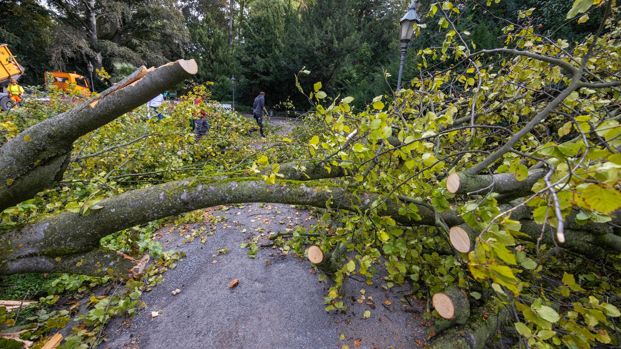 Arbeiter zerlegen im Ringpark einen Baum, der am Vortag aus bislang ungeklärter Ursache umstürzte