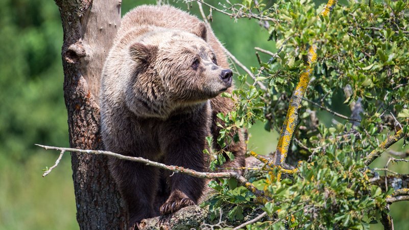Symbolbild: Braunbär im Wildpark Poing | Bild: dpa-Bildfunk/Lino Mirgeler Symbolbild: Braunbär im Wildpark Poing