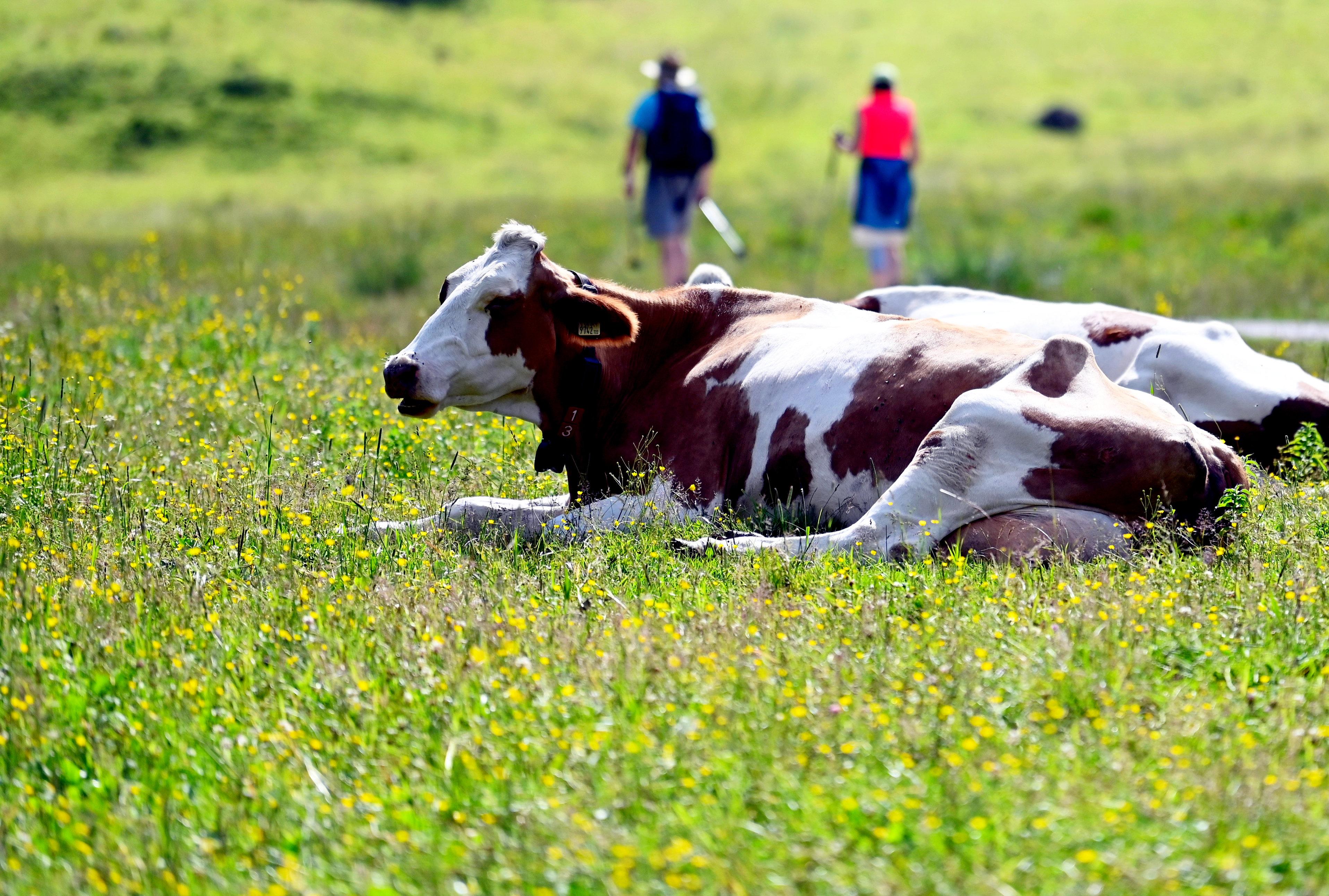 Liegende Kühe im Vordergrund, Wanderer im Hintergrund