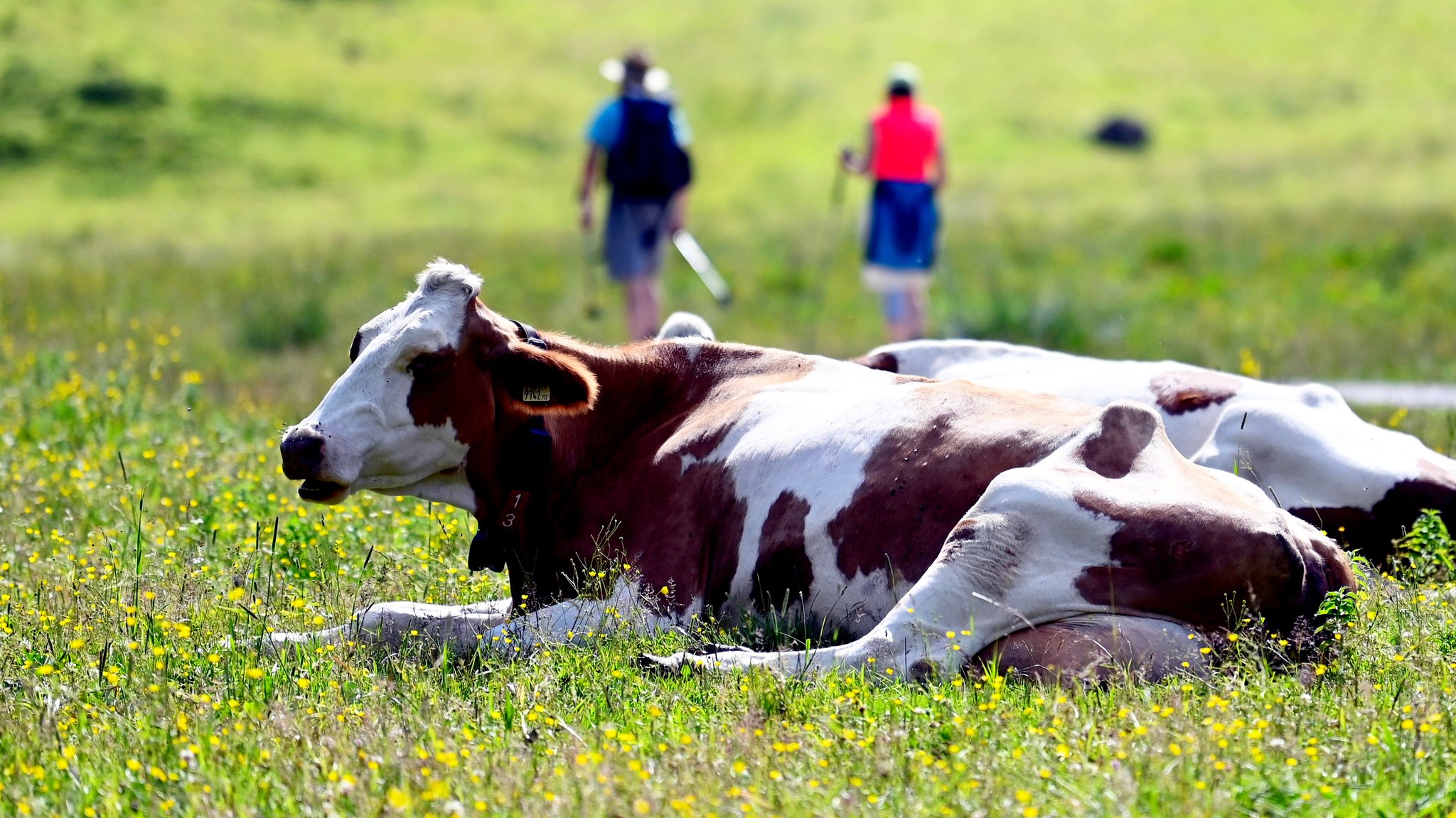 Liegende Kühe im Vordergrund, Wanderer im Hintergrund