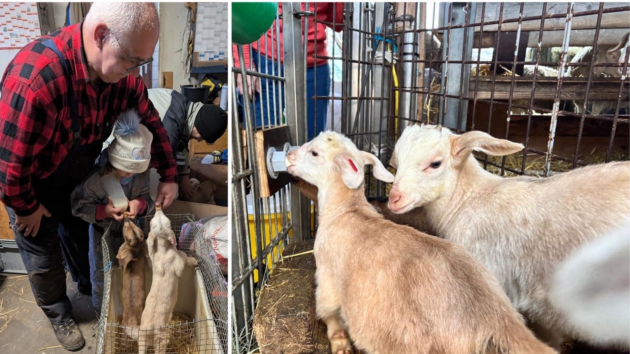 Fünf kleine Zicklein ohne Mutter: Da muss der Mensch nachhelfen. Die Ziegen bekommen inzwischen ihre Milch über Sauger aus einem Eimer. | Bild: BR/ Judith Zacher Fünf kleine Zicklein ohne Mutter: Da muss der Mensch nachhelfen. Die Ziegen bekommen inzwischen ihre Milch über Sauger aus einem Eimer.