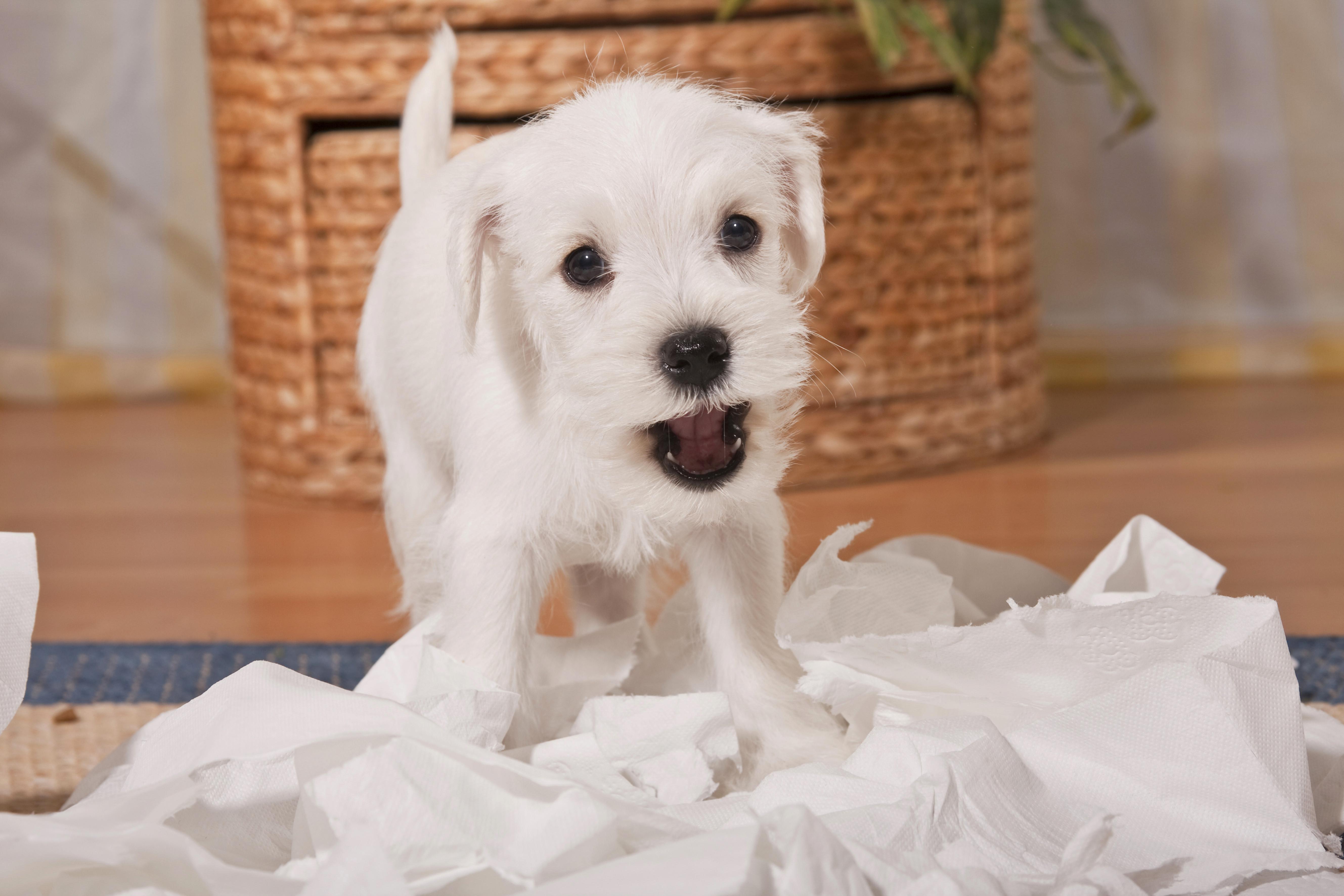 Junger weißer Hund zerfetzt Klopapier