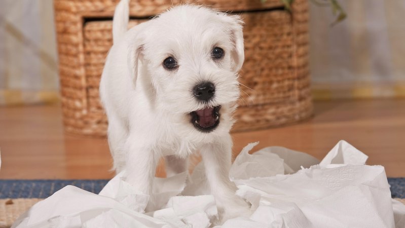 Junger weißer Hund zerfetzt Klopapier