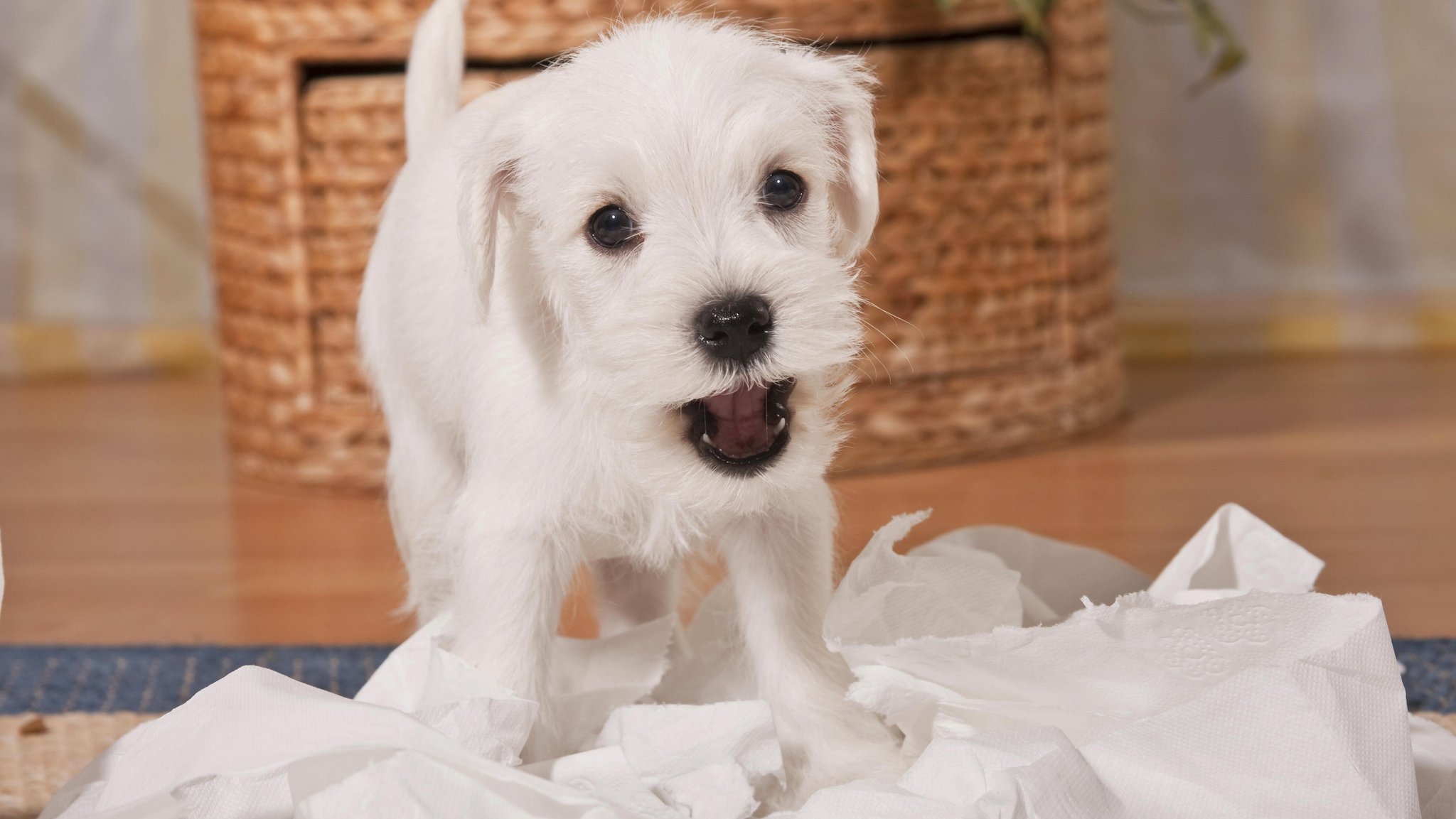 Hunde in der Pubertät: Wenn Hunde nicht gehorchen wollen