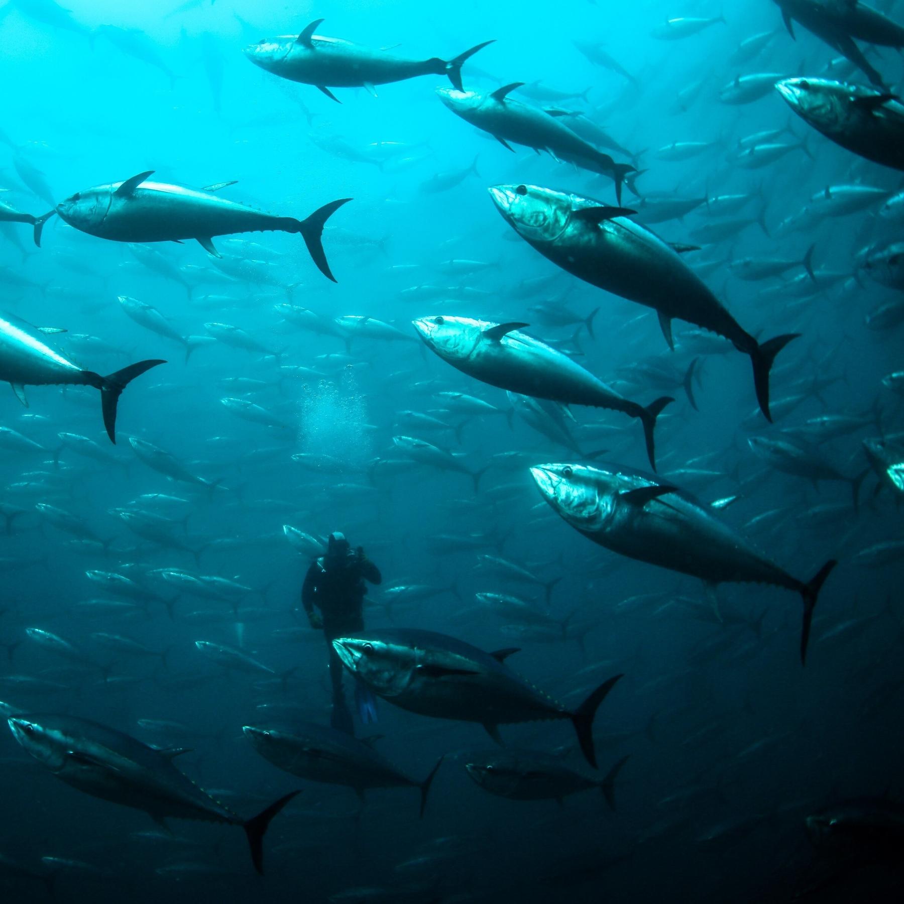 Der Thunfisch - Bedrohter Jäger der Meere