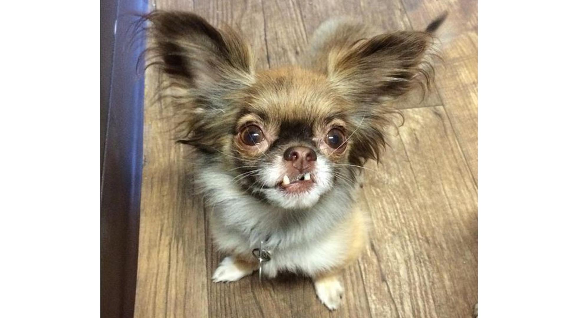 Chewie, der Chihuahua Der coolste Hund bei Instagram BAYERN 3