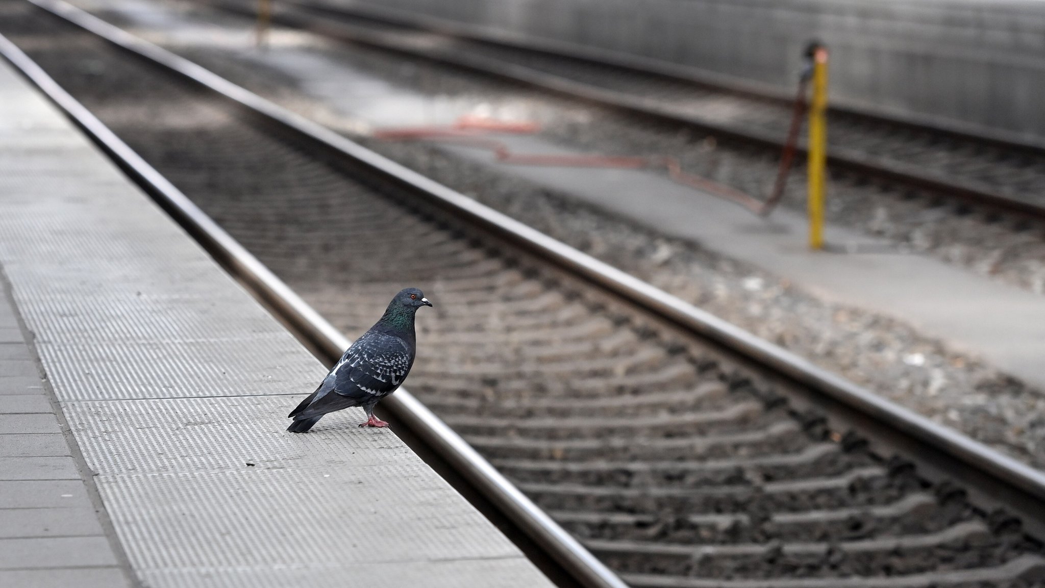 Stillstand bei der Bahn: Gewerkschaft GDL hat Streik angekündigt