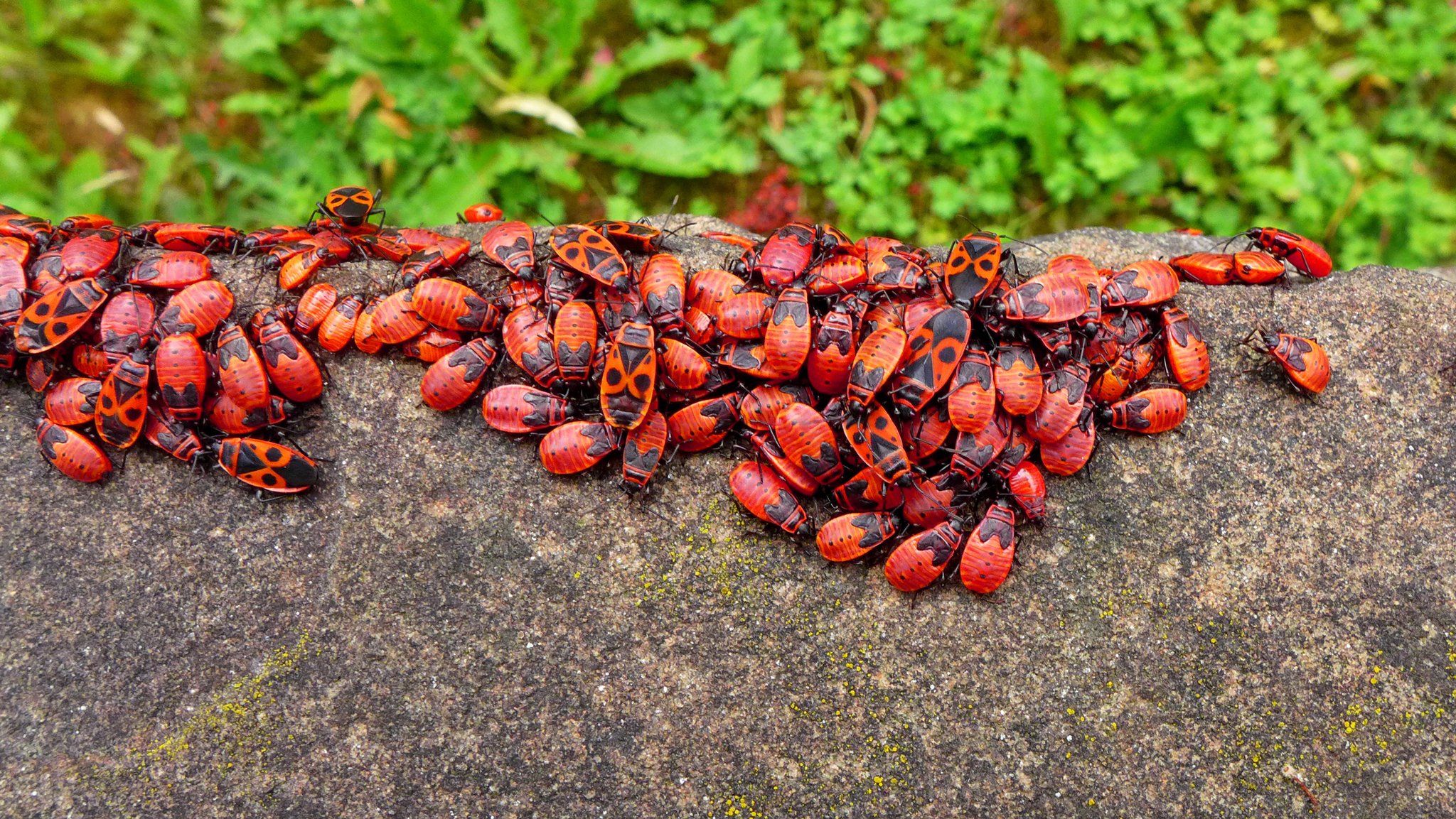 Viele rot-schwarze Feuerwanzen sitzen dichtgedrängt auf einer grauen Mauer.