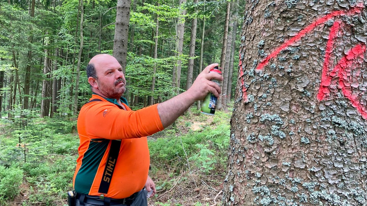 Forstwirt Michael Saller markiert im Wald bei Zwiesel einen befallenen Baum mit Farbspray. 
