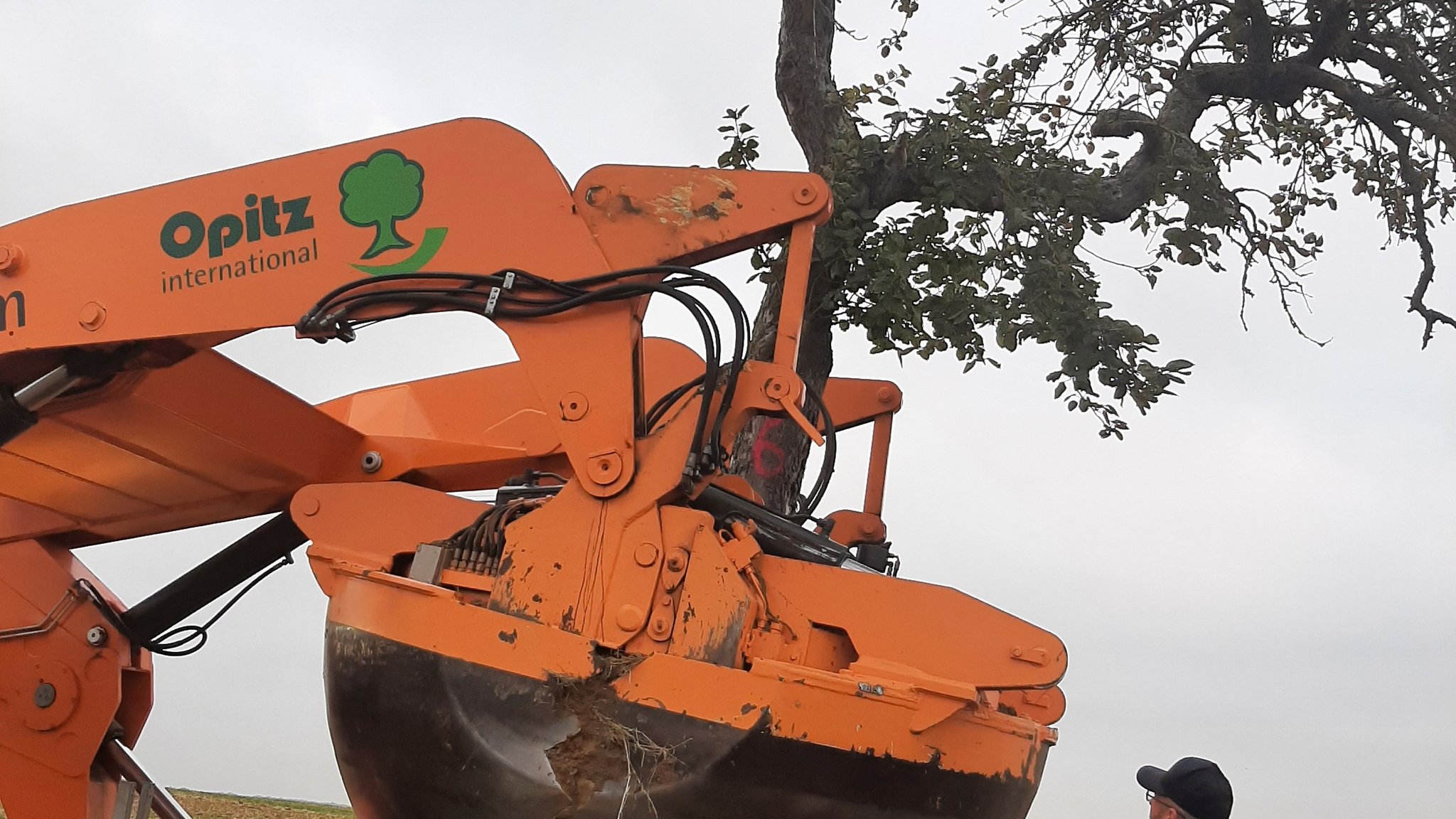 Ein Allrad-Truck transportiert den Wurzelballen samt Baum an den neuen Standort.  