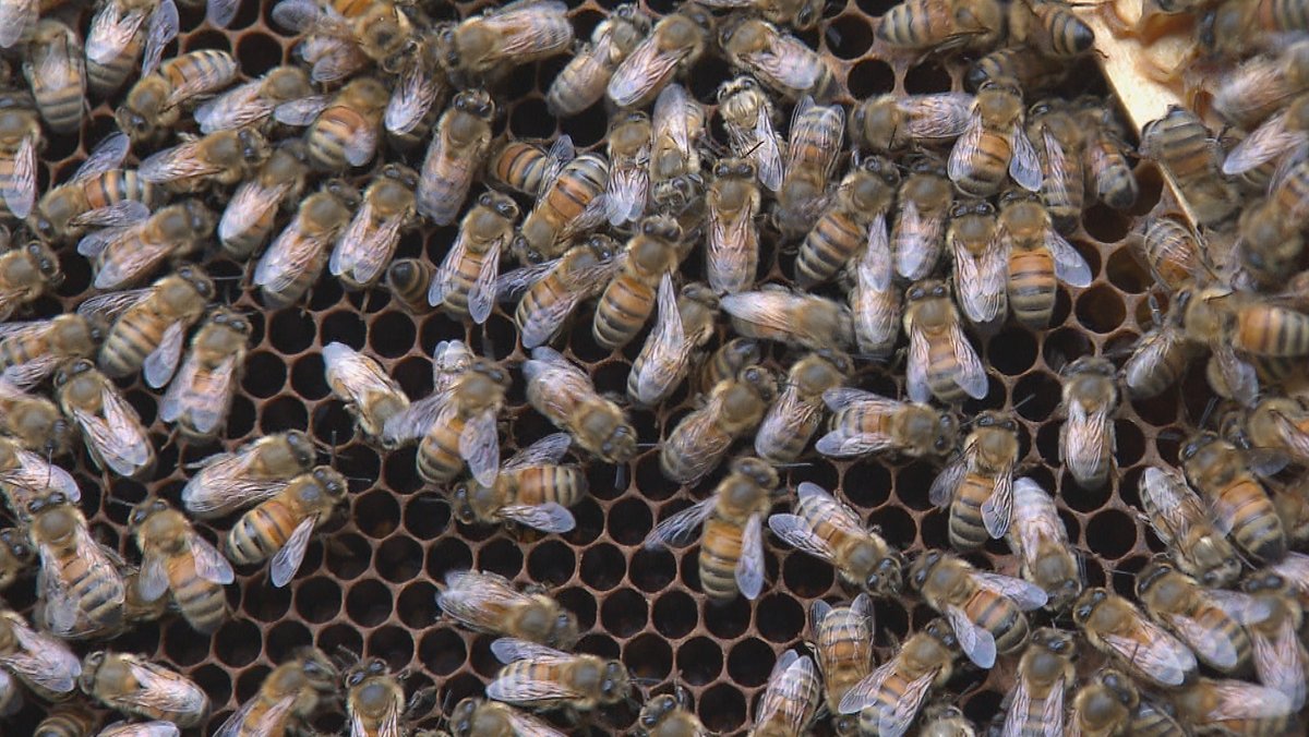 Buckfastbienen von Imker Manfred Baier in Neumarkt in der Oberpfalz