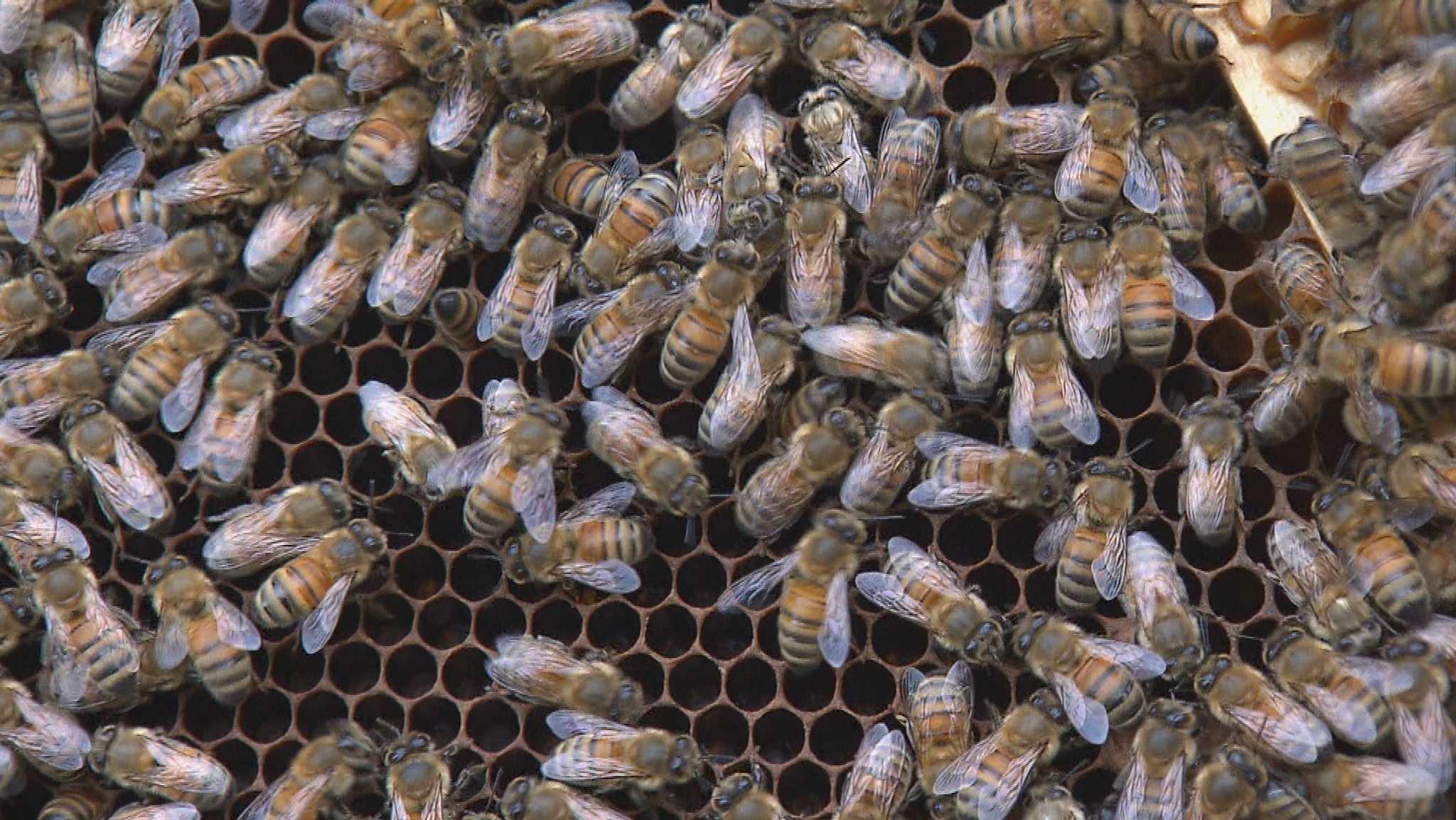 Buckfastbienen von Imker Manfred Baier in Neumarkt in der Oberpfalz