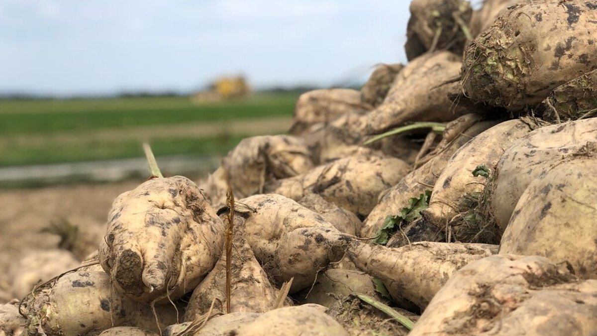 "Turbulentes Jahr" für niederbayerische Zuckerrübenbauern