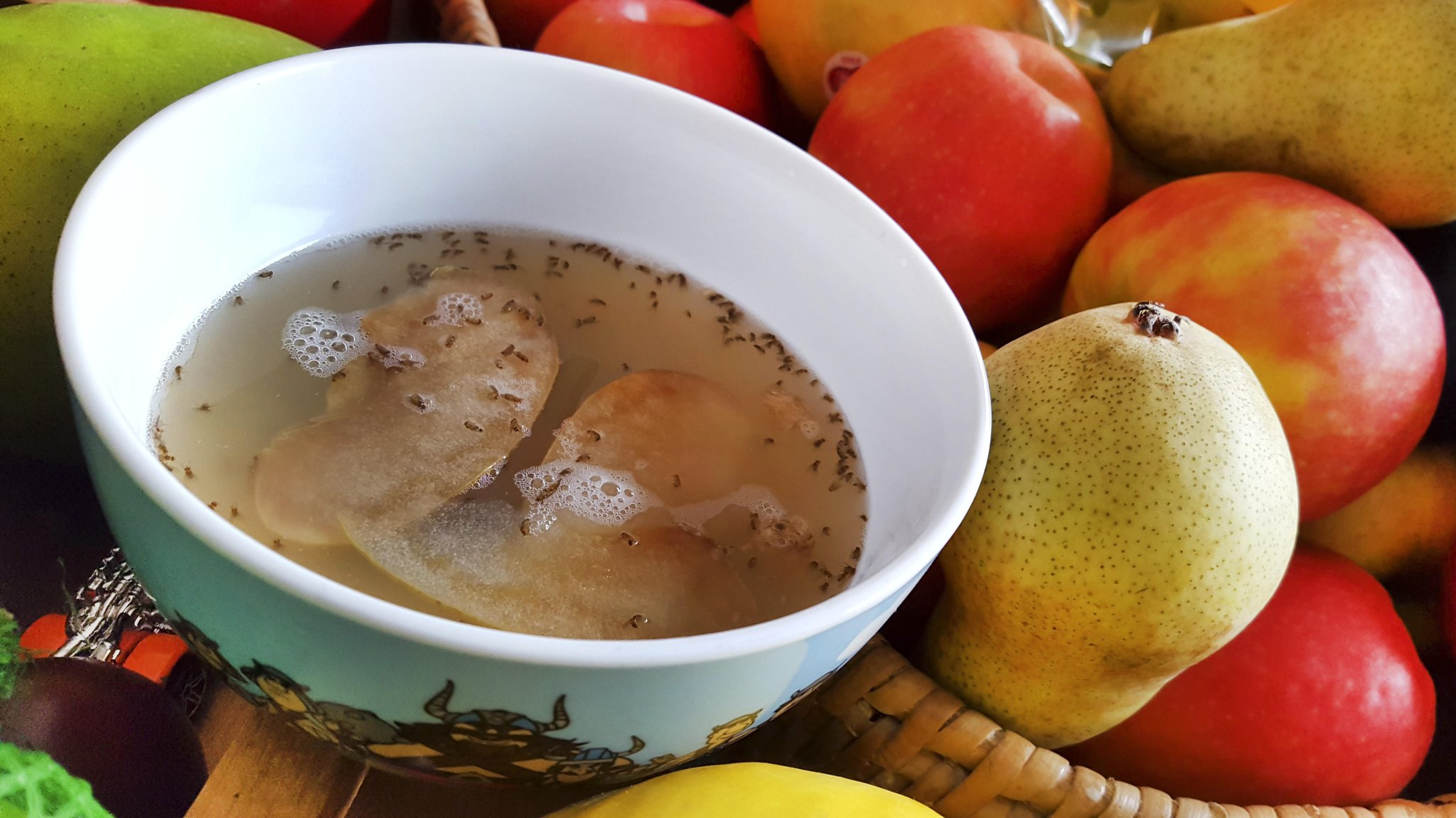 Schüssel mit Essig umringt von Obst. In der Schüssel schwimmen zahlreiche Fruchtfliegen.