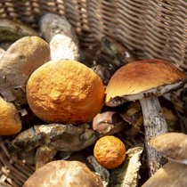 Gut oder giftig? Welcher Pilz zum Sammeln taugt | Bild: BR/ Philipp Kimmelzwinger