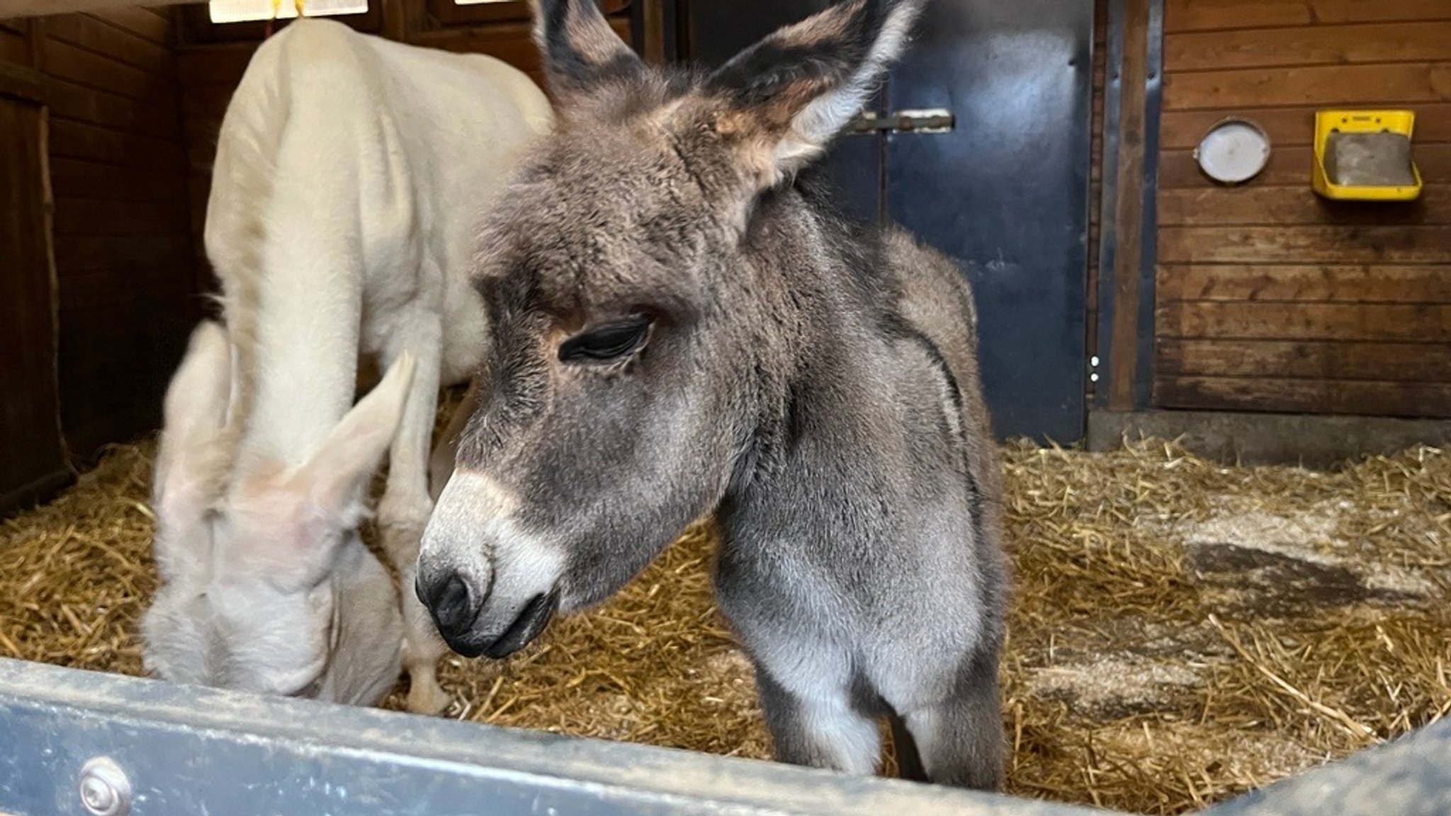 Seltener Barockesel kriegt Nachwuchs im Hofer Zoo