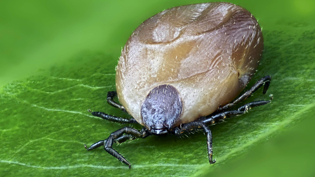 Vollgesogene Zecke auf einem Blatt | Bild: picture alliance / blickwinkel/F. Fox Vollgesogene Zecke auf einem Blatt