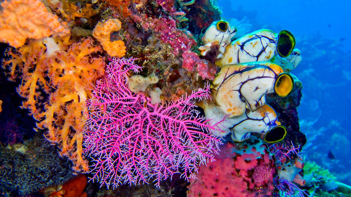 Korallenriffe reparieren: Kann das die Riffe retten? 