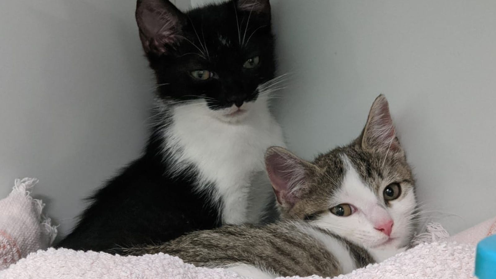 tierschutzer decken illegalen katzenhandel auf br24