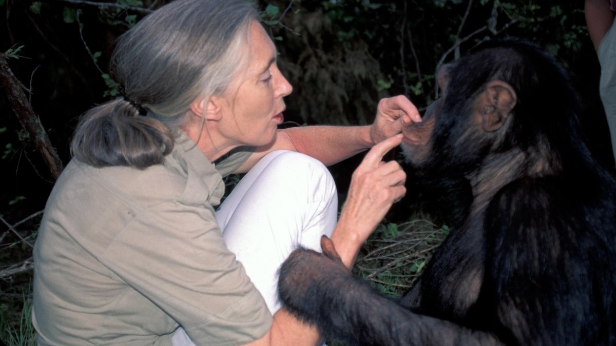 Schimpansenforscherin Jane Goodall mit männlichem Schimpansen