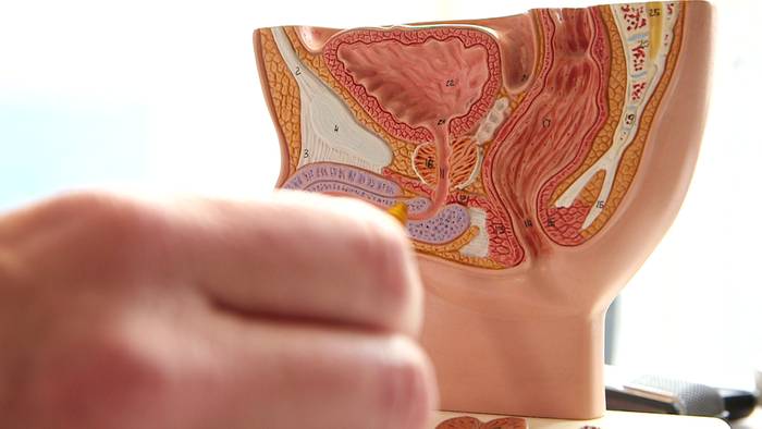 funktion der prostata video funktion der prostata video