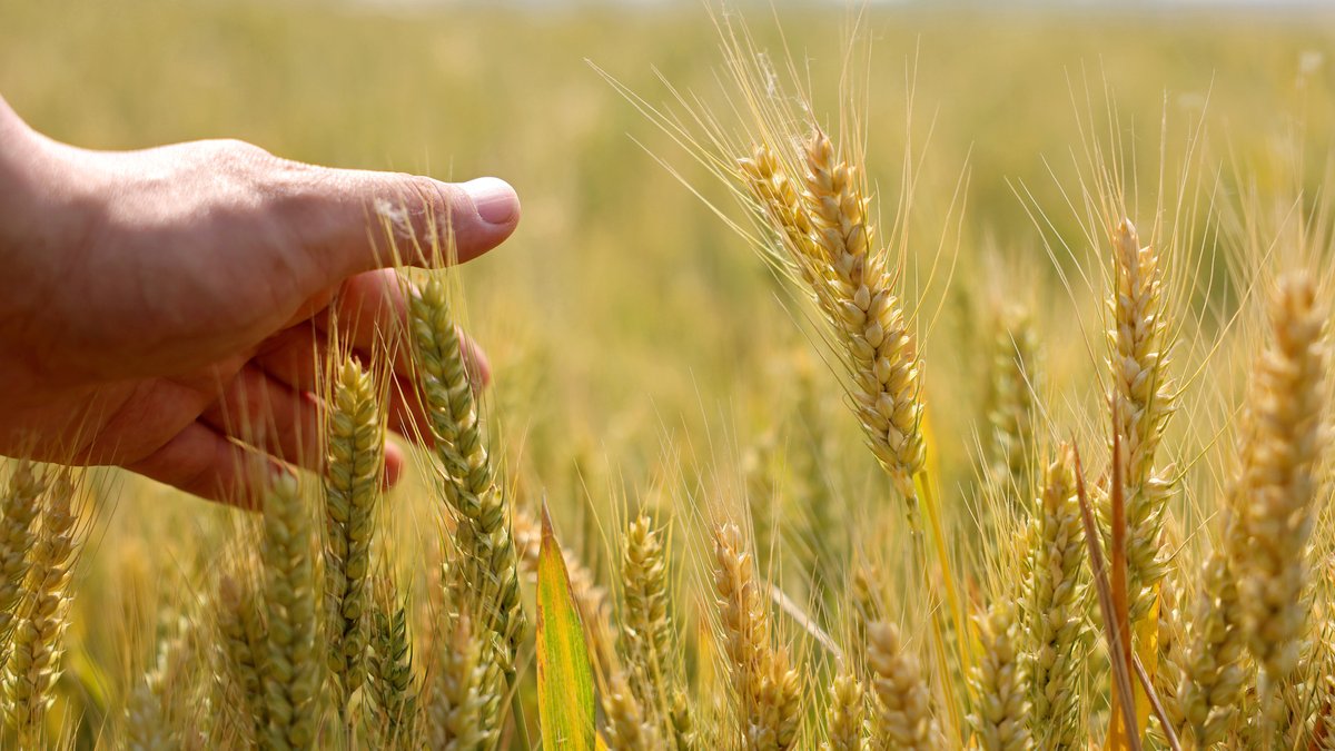 Parkinson bei Landwirten: Droht eine Kostenlawine? 