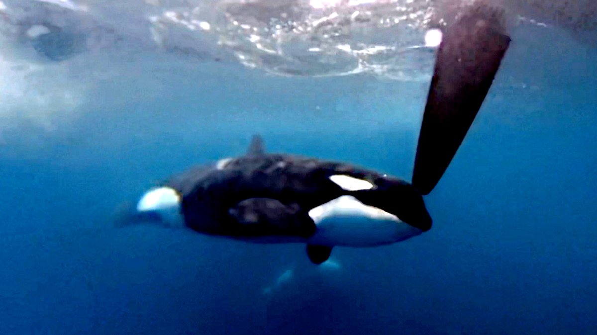 Schwertwal im Meerwasser neben Ruder; Die iberischen Orcas wurden 2011 von der spanischen Regierung als bedrohte Tierart eingestuft und stehen seit 2019 auch auf der Roten Liste der Weltnaturschutzunion (IUCN).
