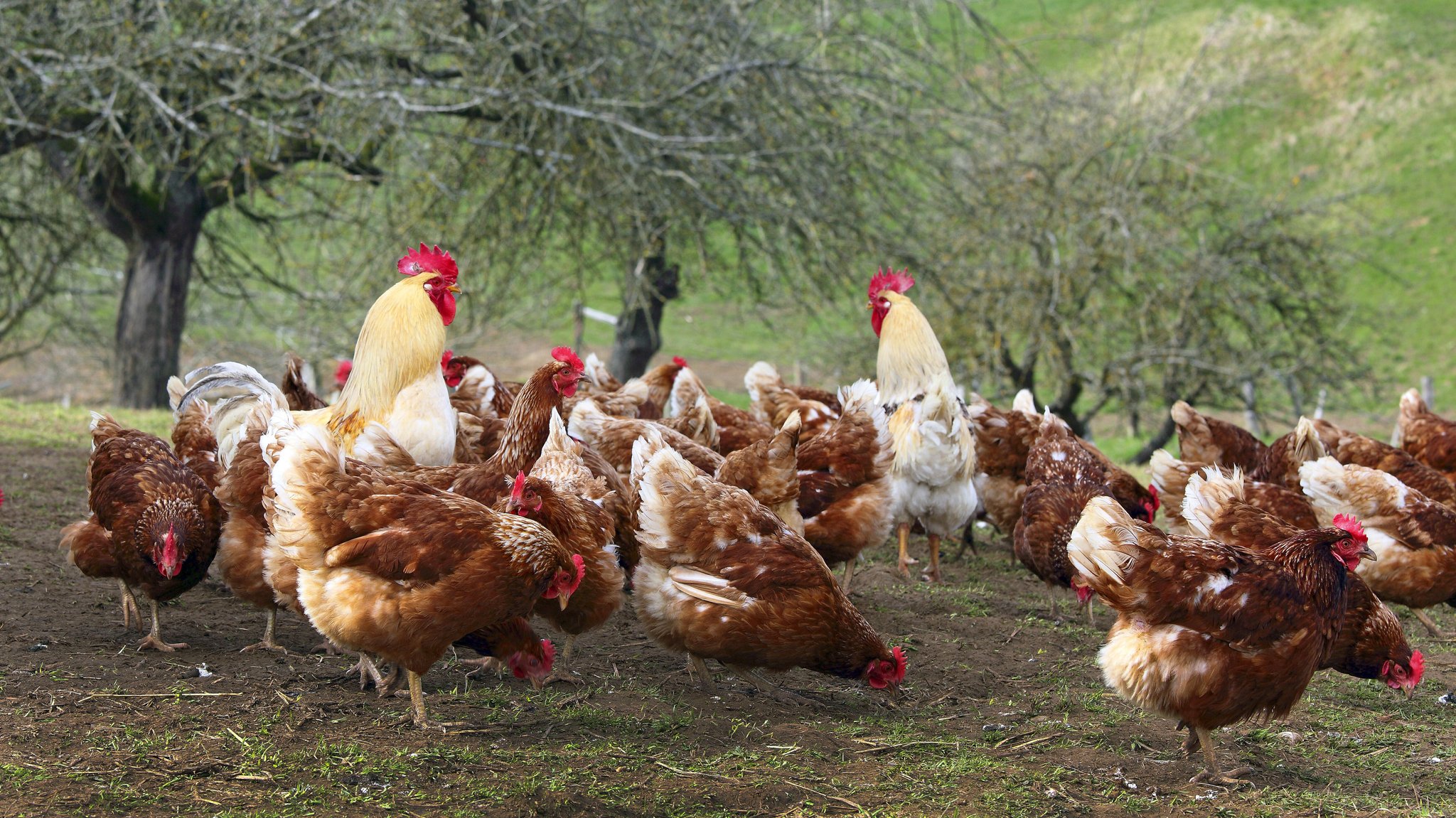 Geflügelpest: Folgen für Freilandhalter und Tiere