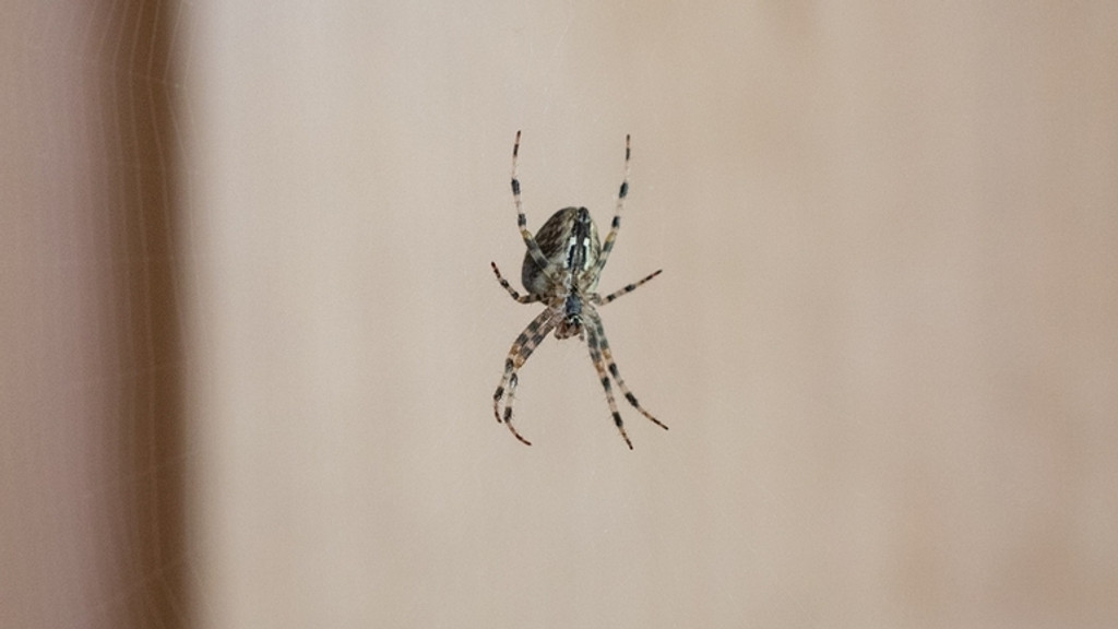 Eine Kreuzspinne. | Bild: BR/Johanna Schlüter Eine Kreuzspinne.