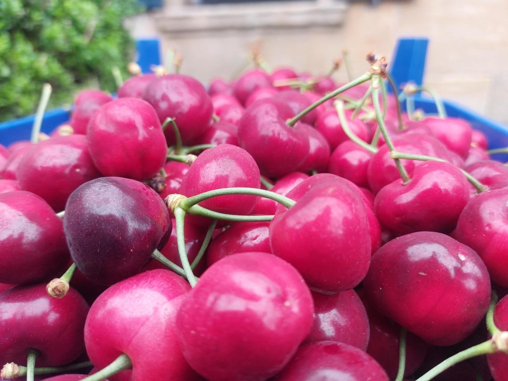 In Franken wurden die ersten Frühkirschen 2024 geerntet.