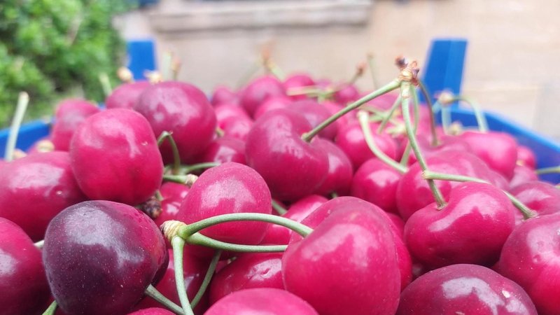 In Franken wurden die ersten Frühkirschen 2024 geerntet. | Bild: BR/Simone Schülein In Franken wurden die ersten Frühkirschen 2024 geerntet.