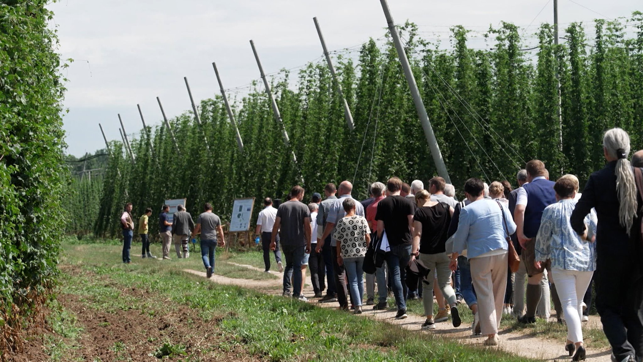 Weltweit stehen der Hopfenmarkt und die Braubranche weiter unter Druck. Zum einen geht der weltweite Bierabsatz weiter leicht zurück. | Bild: Bayerischer Rundfunk 2026 Weltweit stehen der Hopfenmarkt und die Braubranche weiter unter Druck. Zum einen geht der weltweite Bierabsatz weiter leicht zurück.