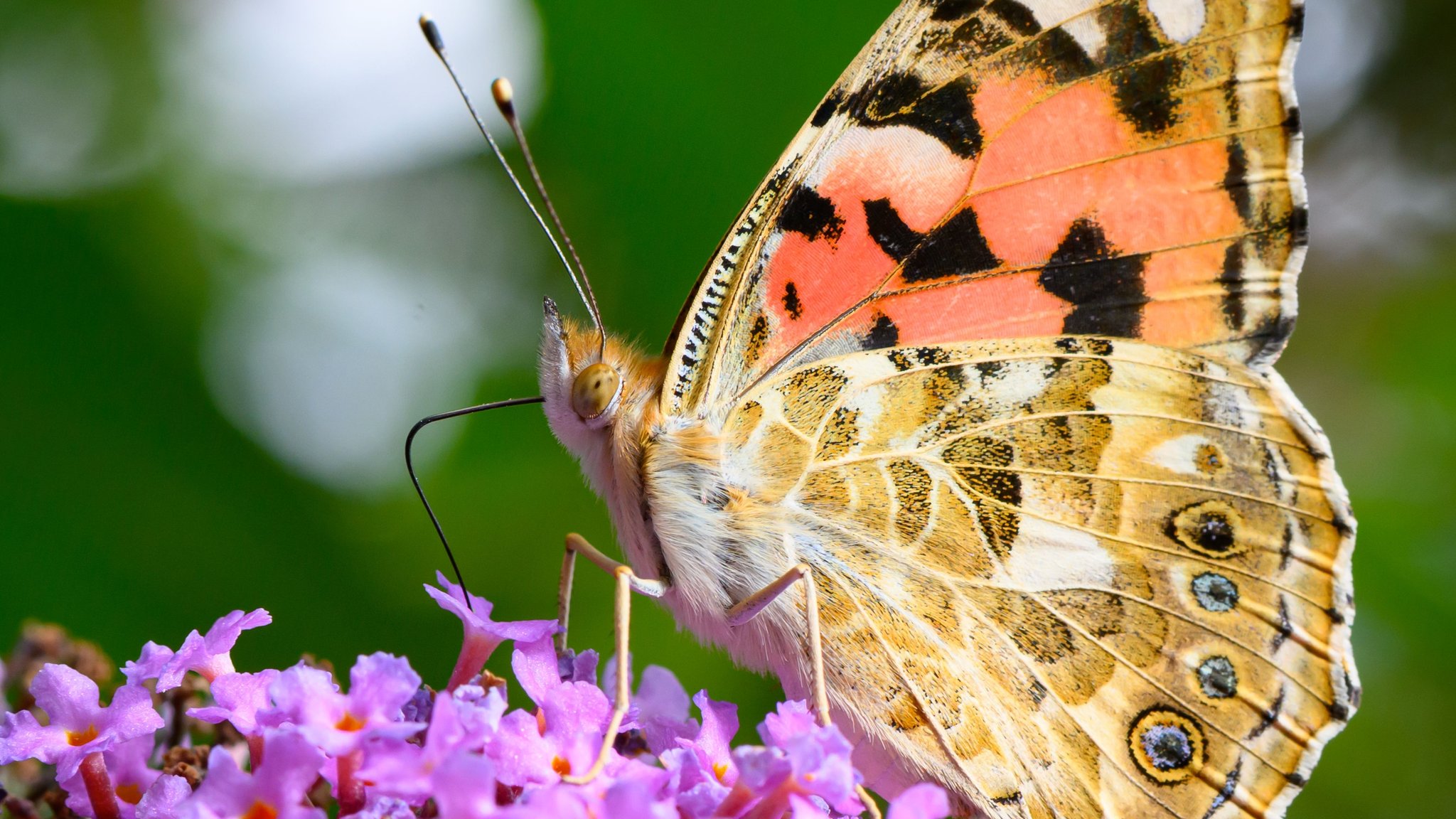 Ein Distelfalter saugt Nektar an einem Schmetterlingsflieder in Brandenburg. Die Art ist ein Wanderfalter und zieht zwischen Afrika und Europa. Studien zeigen, dass der Klimawandel die Verbreitungsgebiete vieler Schmetterlingsarten verändert.