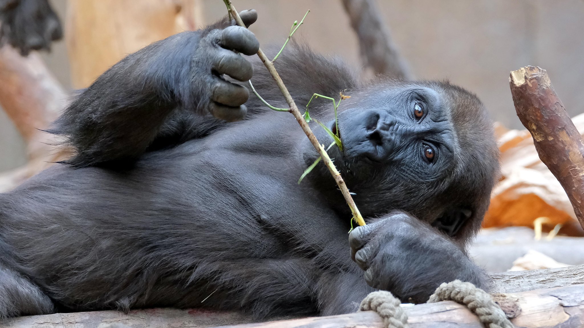 WWF-Studie: Drastisch sinkende Tierbestände weltweit