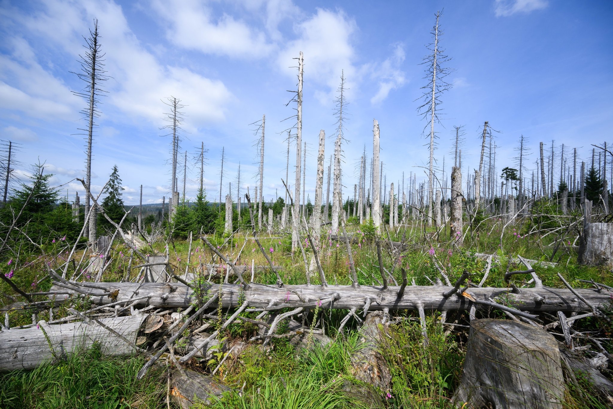 PRODUKTION - 25.07.2024, Niedersachsen, Oderbrück: Ein vom Borkenkäfer zerstörter Fichtenwald steht im Nationalpark Harz. Schädlinge wie der Borkenkäfer, Trockenheit und Klimawandel setzen dem deutschen Wald schwer zu. Ganze Landschaften und Naturräume verändern sich. Im Harz hat der Borkenkäfer zehntausende Hektar Fichtenwälder zerstört. (zu dpa: «Der deutsche Wald verschwindet») Foto: Julian Stratenschulte/dpa +++ dpa-Bildfunk +++