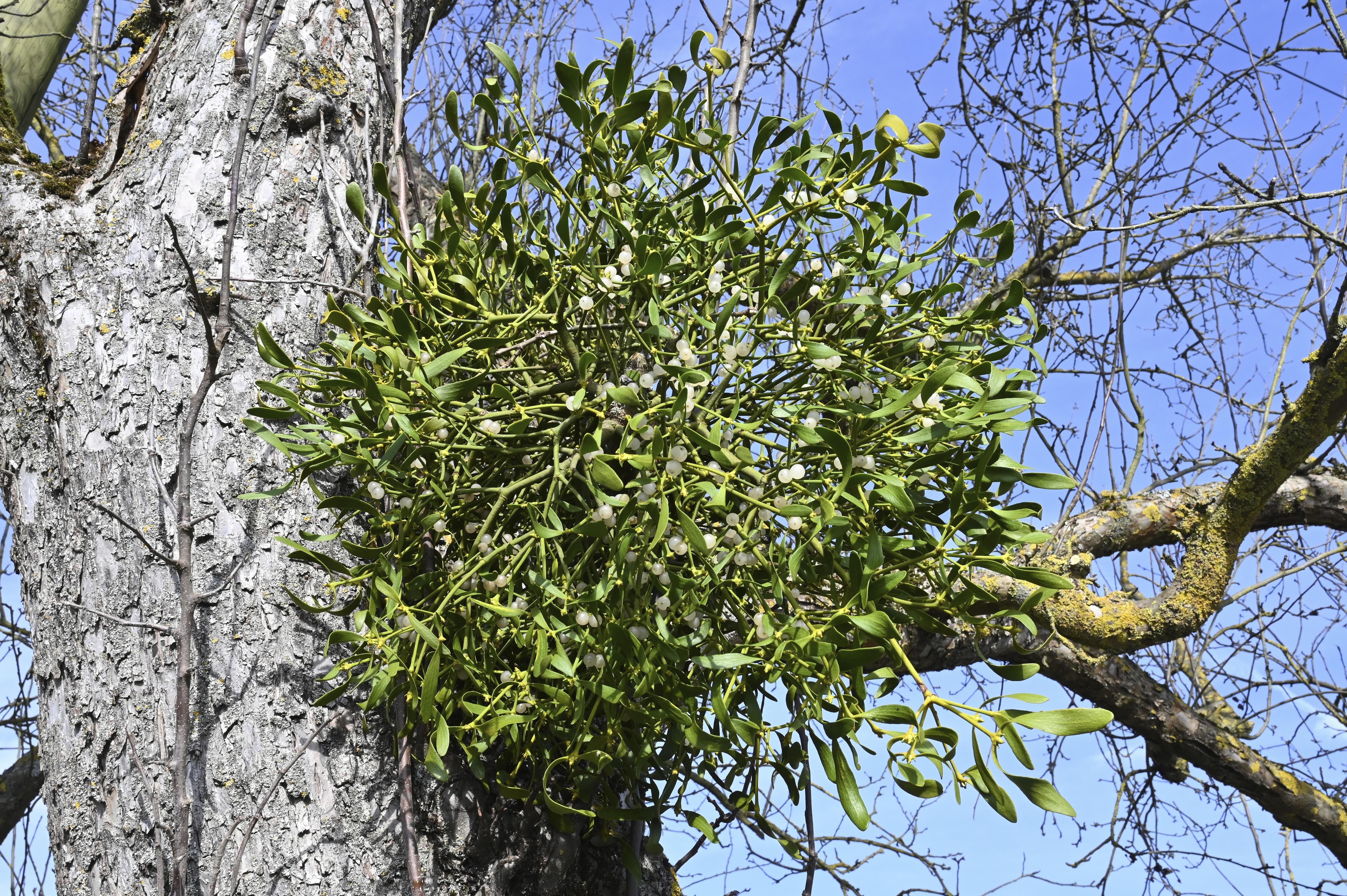 Misteln in einer Astgabel