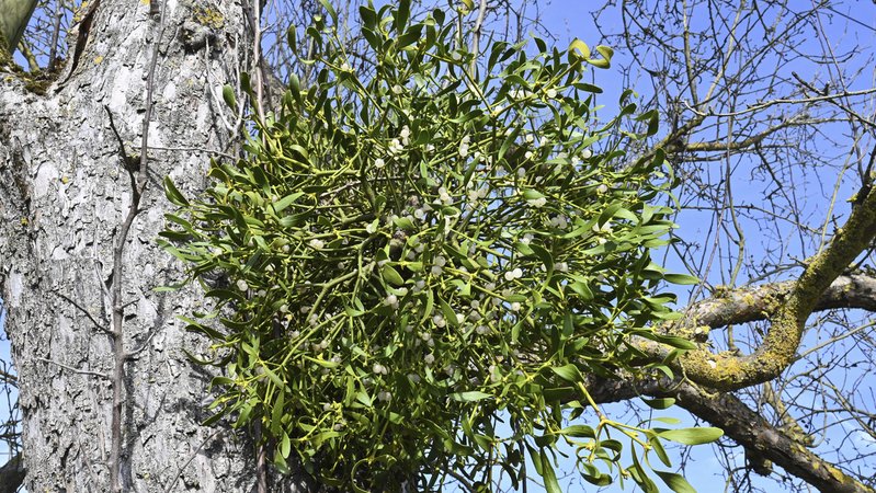 Misteln in einer Astgabel | Bild: picture alliance / imageBROKER | Otmar Diez Misteln in einer Astgabel