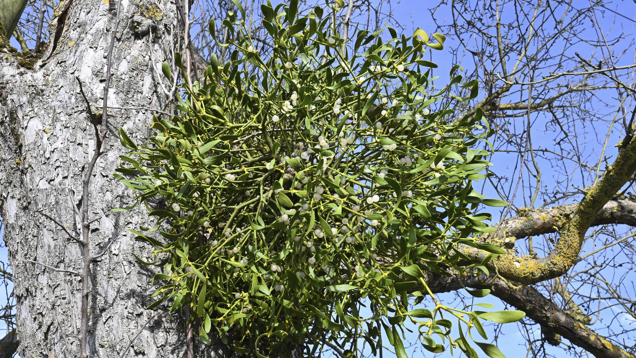 Mistelzweige: Symbol für Liebe – Gefahr für Streuobstwiesen