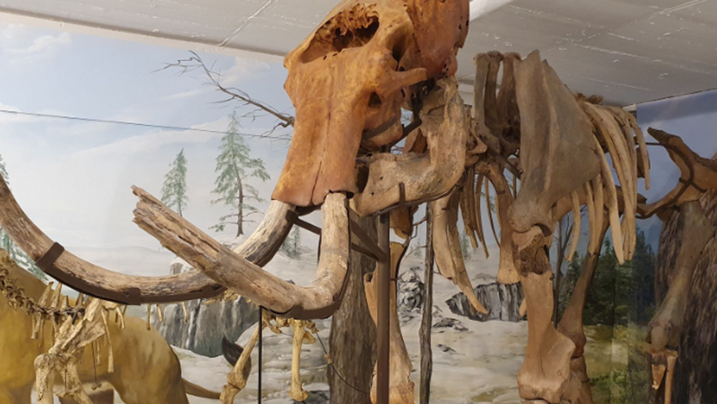 In der Ausstellung sind viele Originalskelette von Mammut über Bison und Riesenhirsch bis zum Höhlenbär zu sehen.