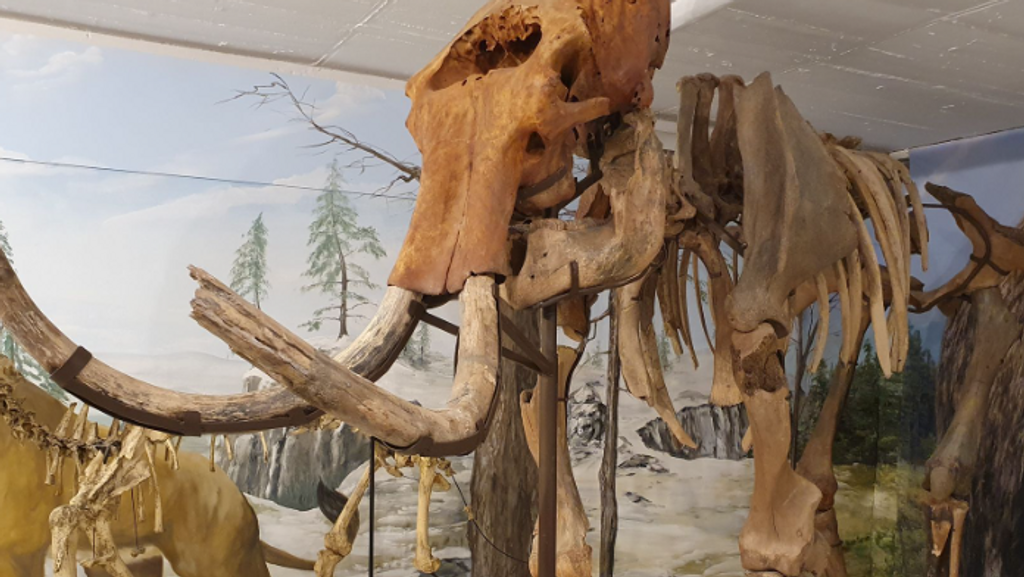 In der Ausstellung sind viele Originalskelette von Mammut über Bison und Riesenhirsch bis zum Höhlenbär zu sehen. | Bild: BR / Birgit Grundner In der Ausstellung sind viele Originalskelette von Mammut über Bison und Riesenhirsch bis zum Höhlenbär zu sehen.