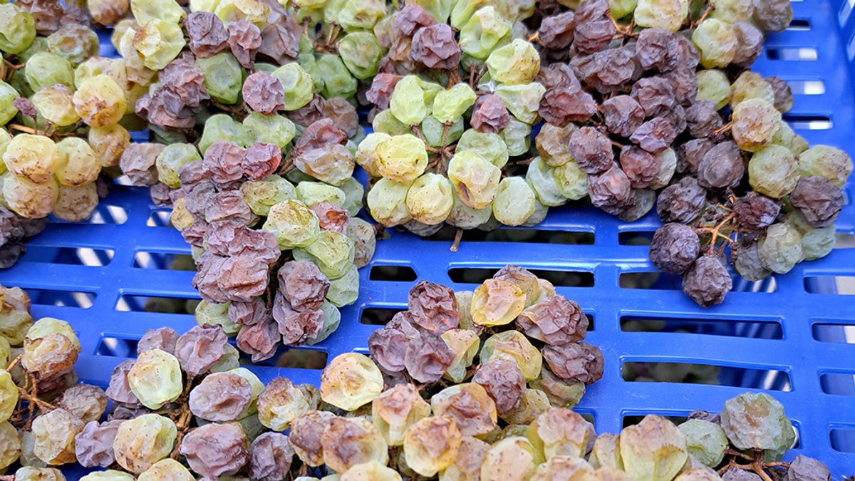 Silvaner-Trauben trocknen auf einer Plastikunterlage 