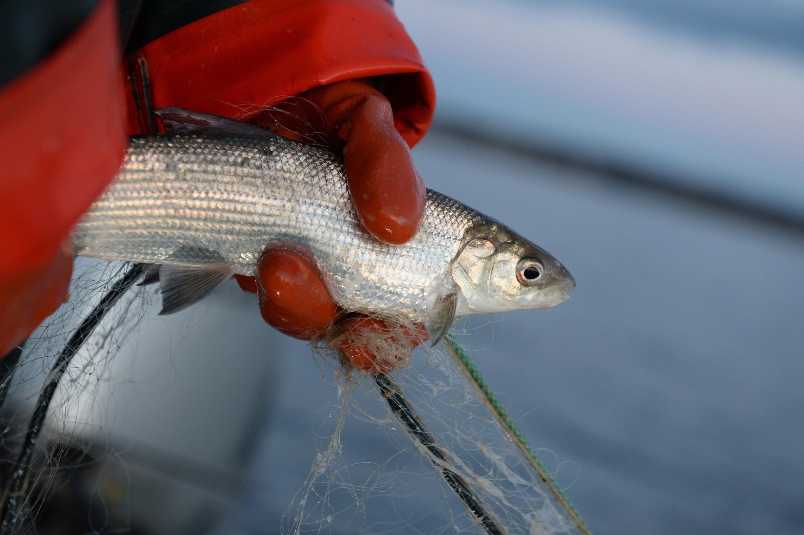 Eine Berufsfischerin hält auf dem Bodensee ein Felchen in der Hand. 