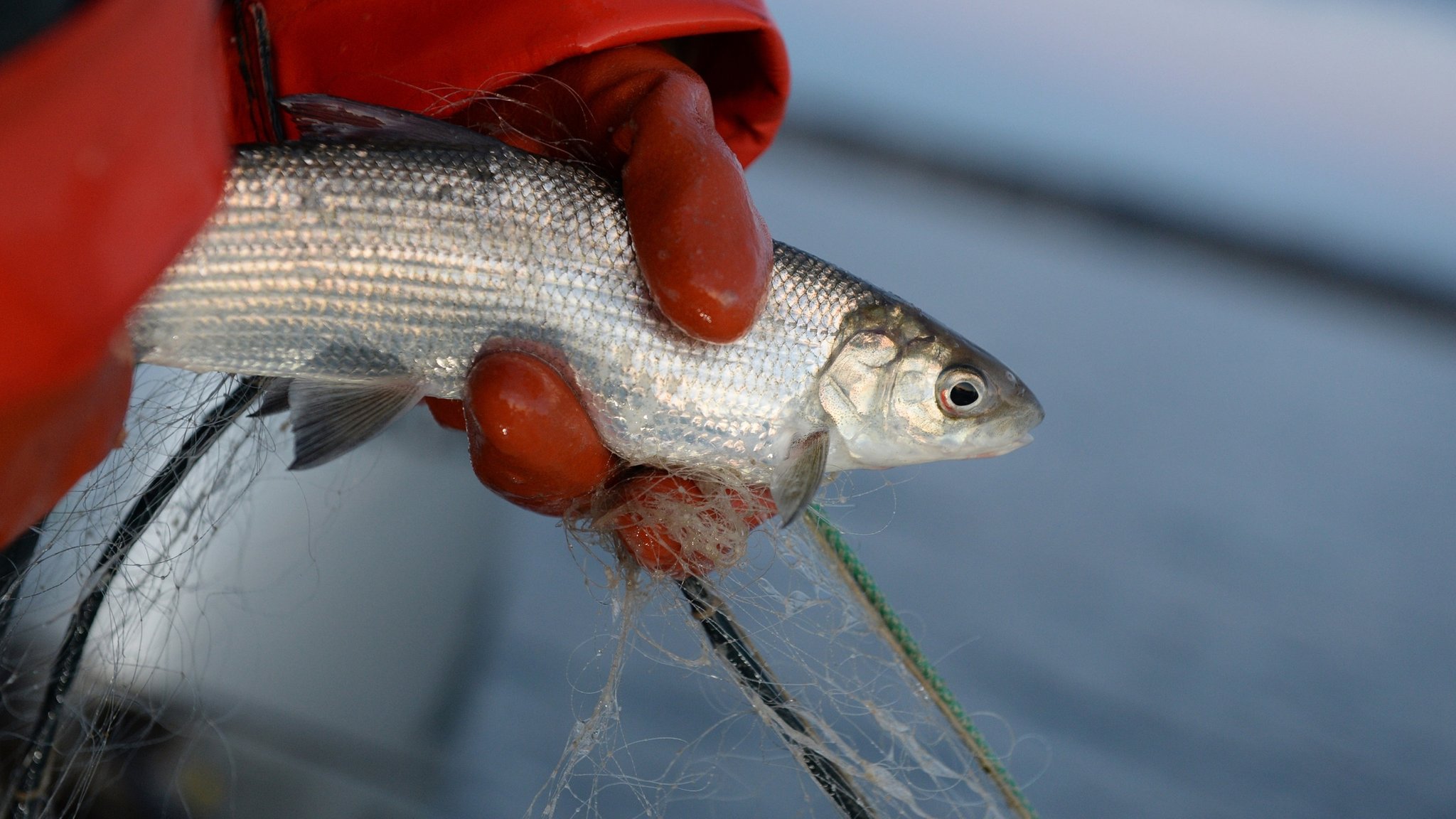 Eine Berufsfischerin hält auf dem Bodensee ein Felchen in der Hand. 