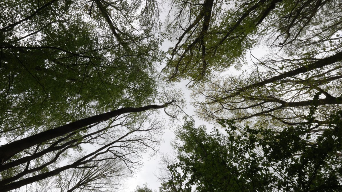 Vier Kommunen in Bayern bekommen die Waldprämie, mit der eine nachhaltige und verantwortungsvolle Waldbewirtschaftung unterstützt werden soll. 