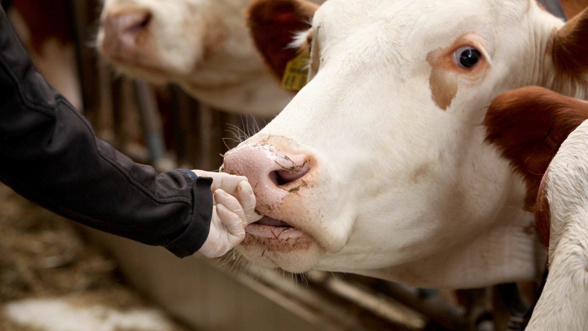 Veterinärmedizinische Untersuchung in einem modernen Kuhstall in Isen, Bayern