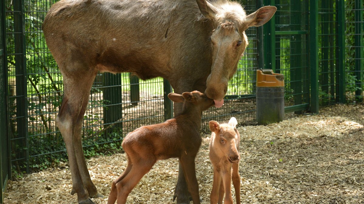 Nachwuchs im Tierpark Hellabrunn: Elch-Zwillinge sind geboren