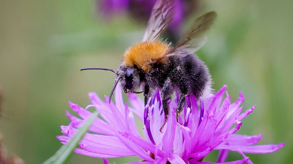 Durchwachsene Bilanz nach vier Jahren Bienen-Volksbegehren