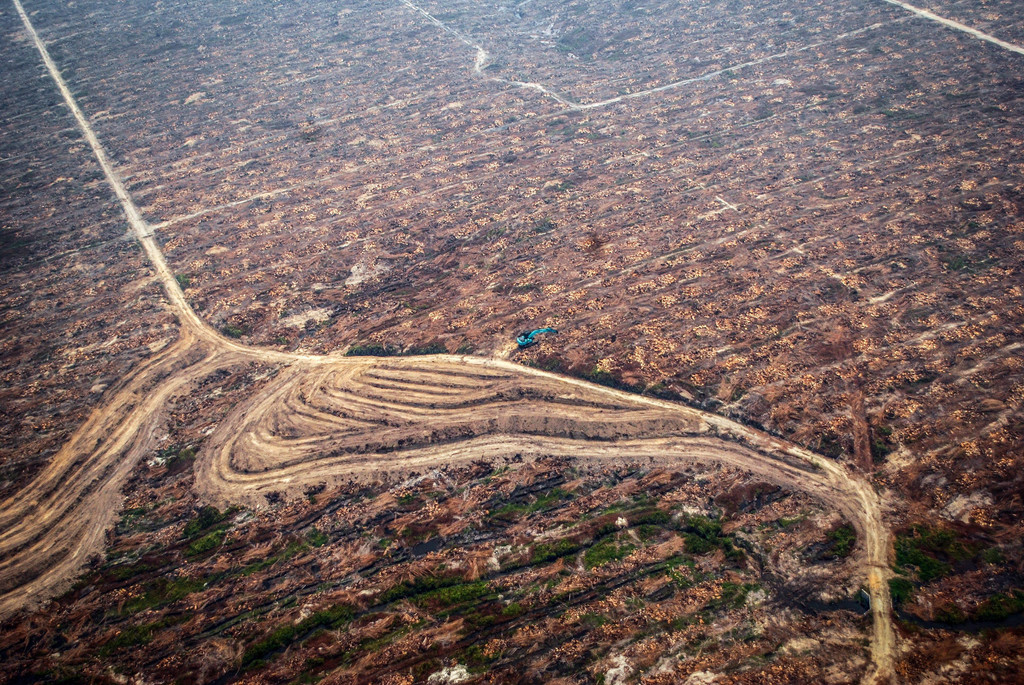 Eine Luftaufnahme vom Februar 2016 das Ausmaß der Zerstörung: Eine gerodeter Urwald in Indonesien