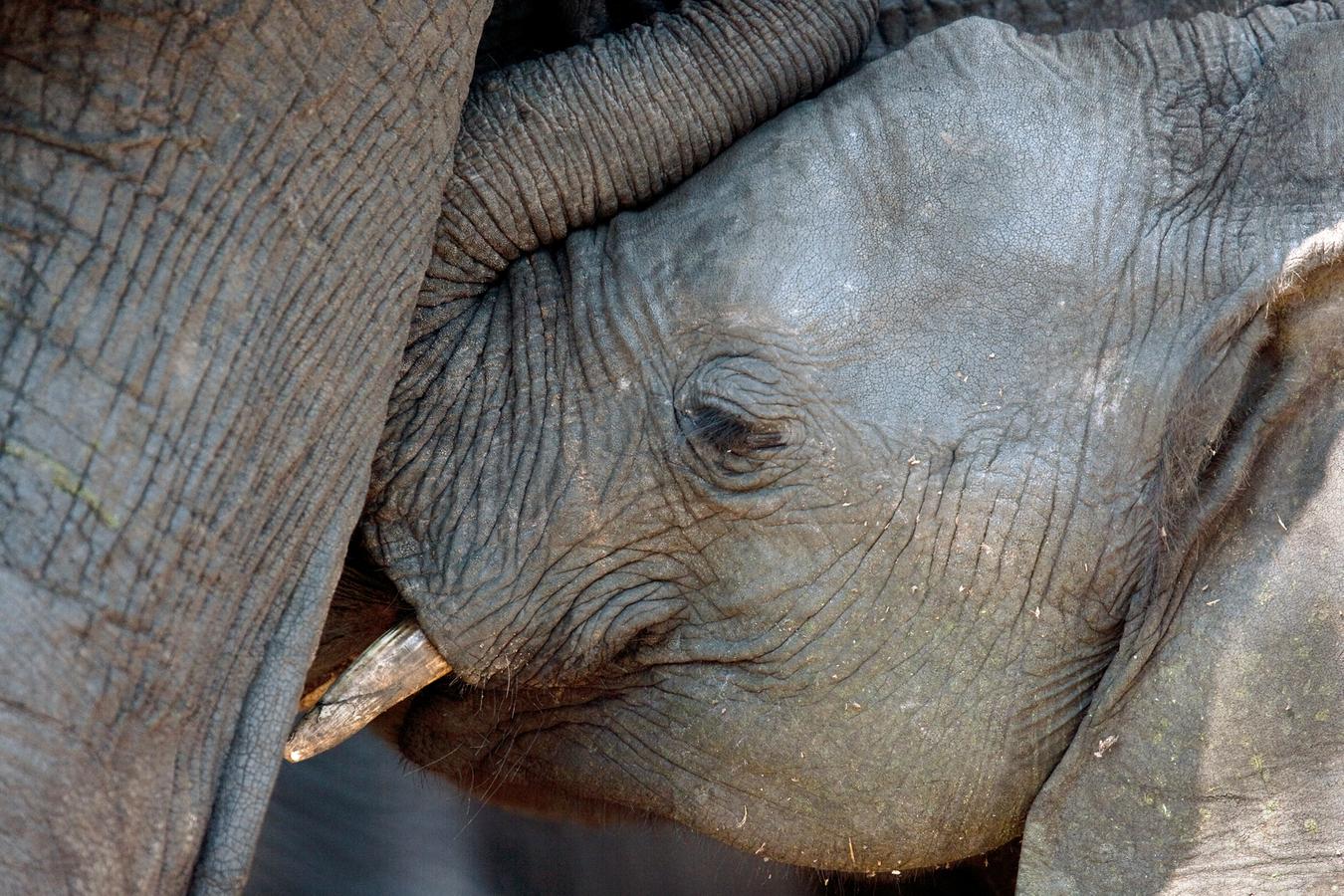 Elefanten Von Ausrottung Bedroht Br24